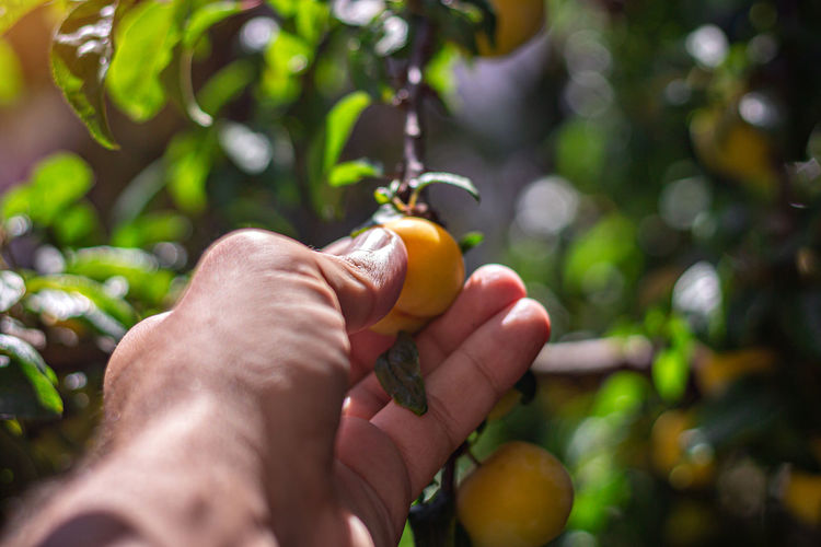 Midsection of man holding fruit