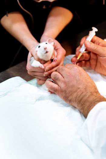Veterinarian making injection for rat