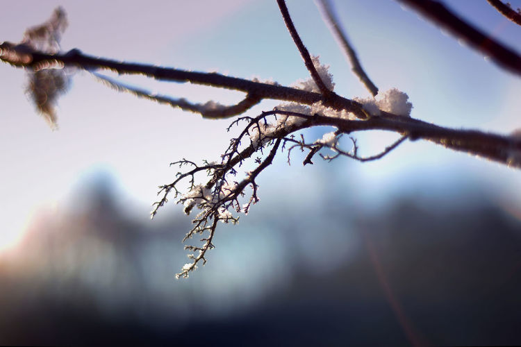 Close-up of snow on branch against sky