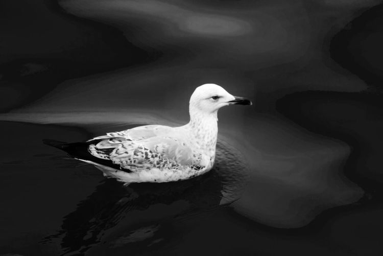 Close-up of bird