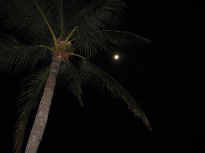 Low angle view of illuminated tree