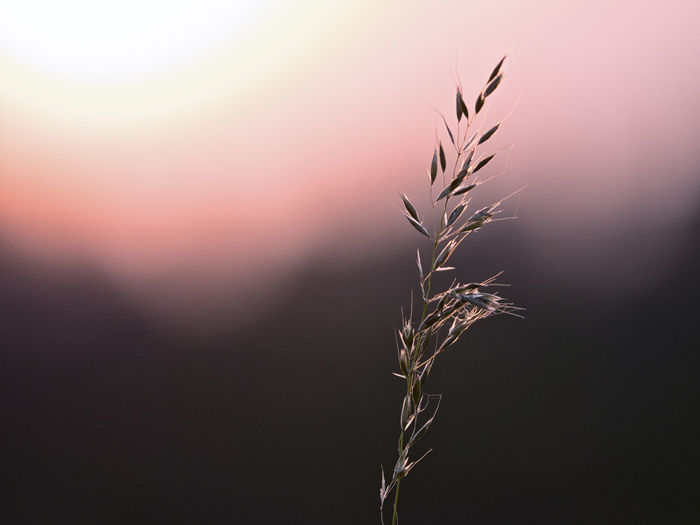 Close-up of wheat plant at sunset