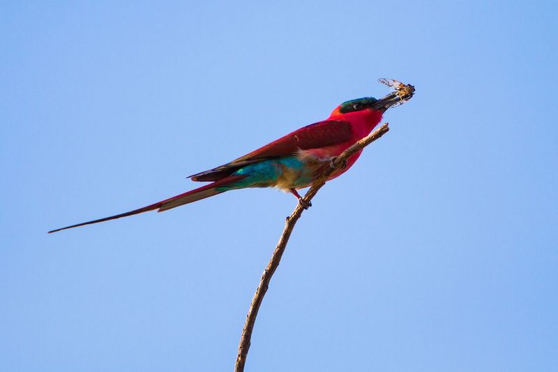 Low angle view of parrot perching on branch against clear blue sky