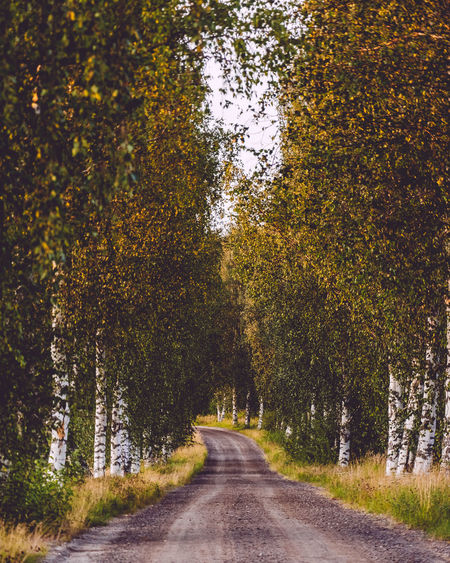 Road amidst trees during autumn