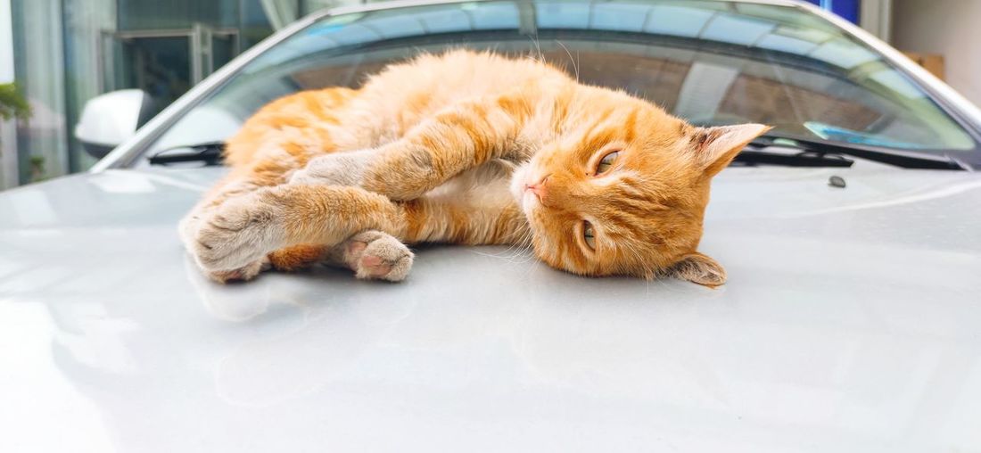 Cat sleeping in a car