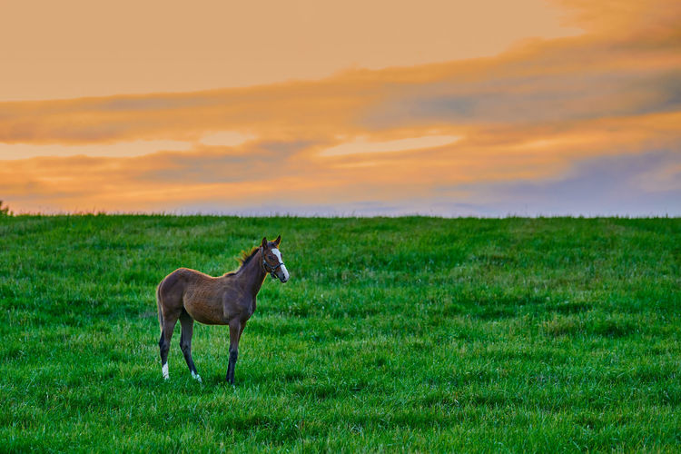Young colt standing in a feild at sunset.