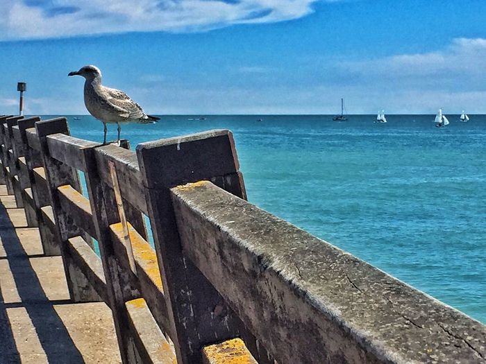 Seagulls perching on sea