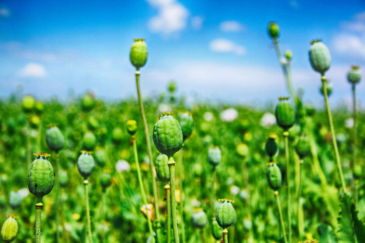 Close-up of flowering plant on field