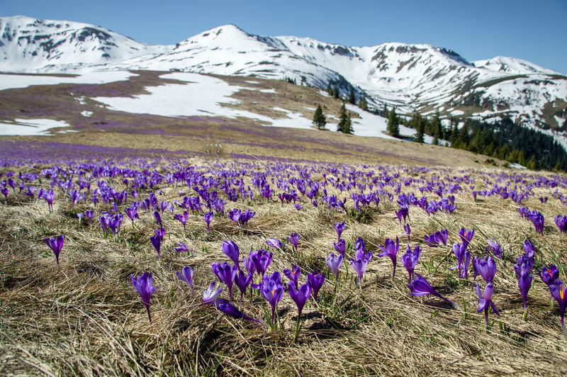 Purple crocus flowers on field against mountains