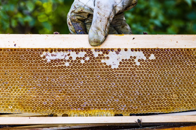 Close-up of bees on honey comb