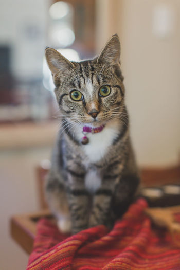 Lulu cat, your best friend 