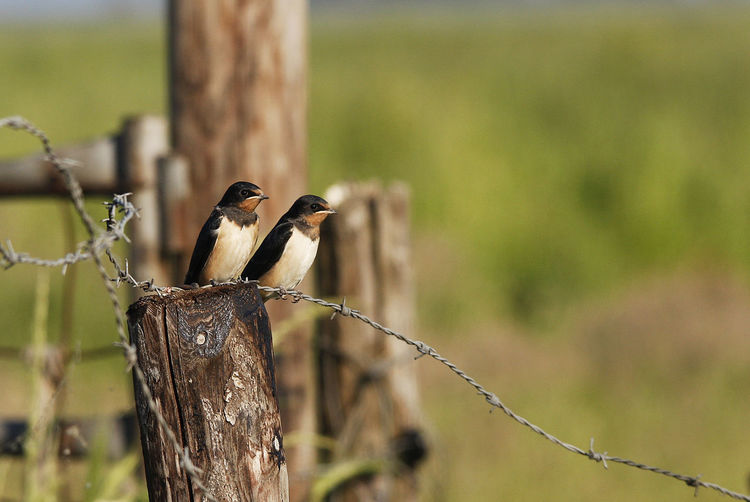 Birds perching on wooden pole