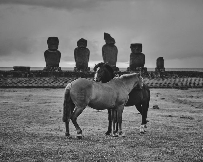 Horses standing on field against sky in front of moai platform on easter island