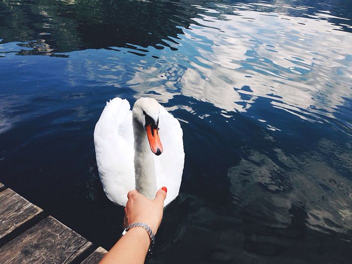 Optical illusion of woman holding swan at lake
