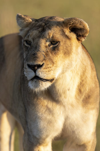Close-up shot of a lioness bathing in the morning light