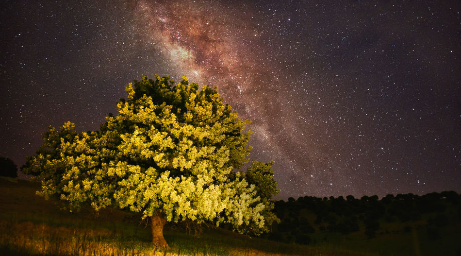 Trees against sky at night