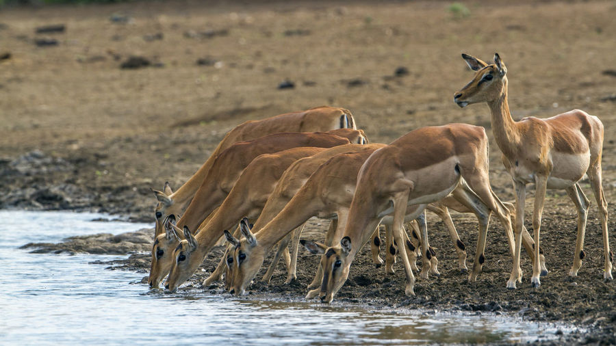 Flock of impalas drinking water at lakeshore