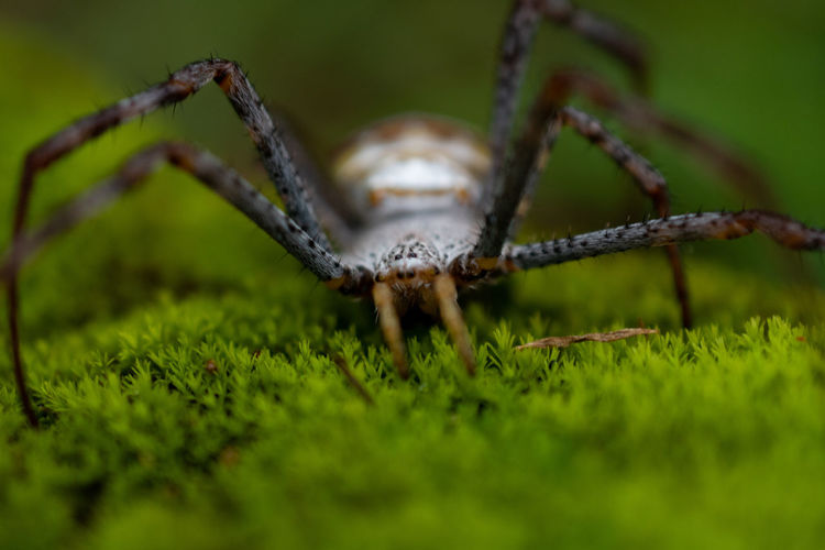 Closeup of signature spider on moss