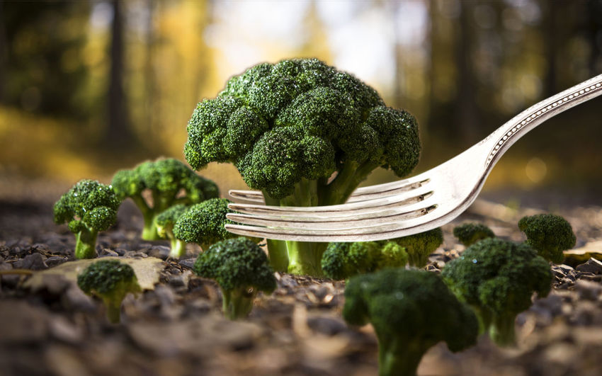 Close-up of broccoli with fork on field