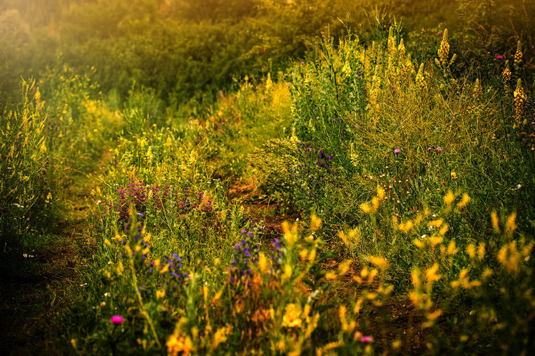 Yellow flowers growing in meadow