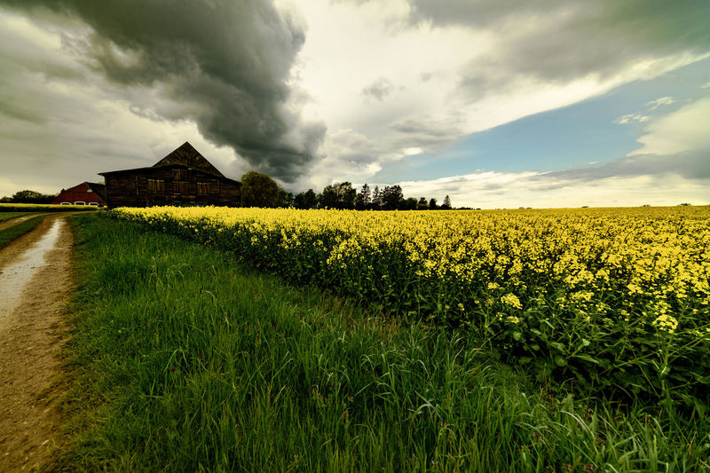 Scenic view of agricultural field against sky
