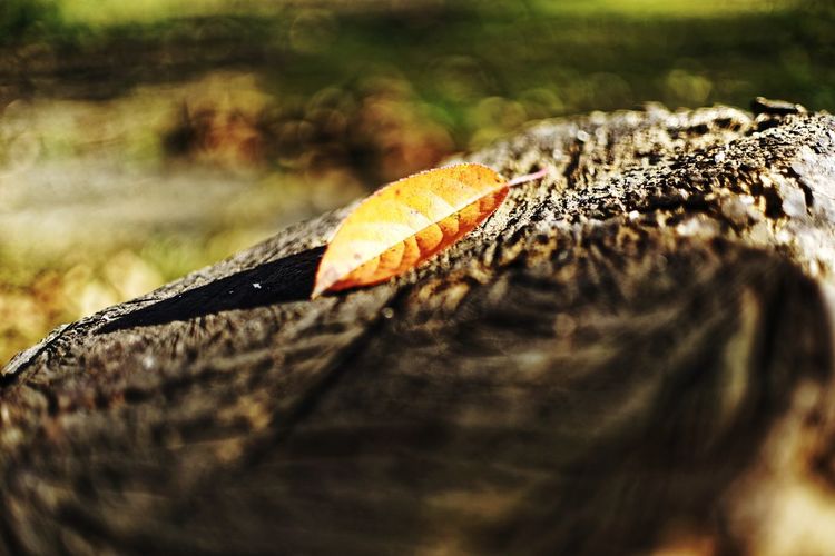 Close-up of dry leaf on log