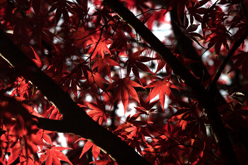 Low angle view of tree