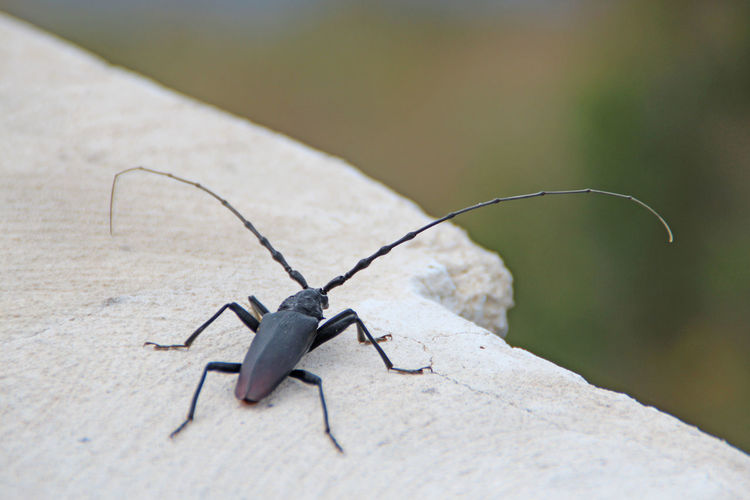 High angle view of longhorn beetle on rock