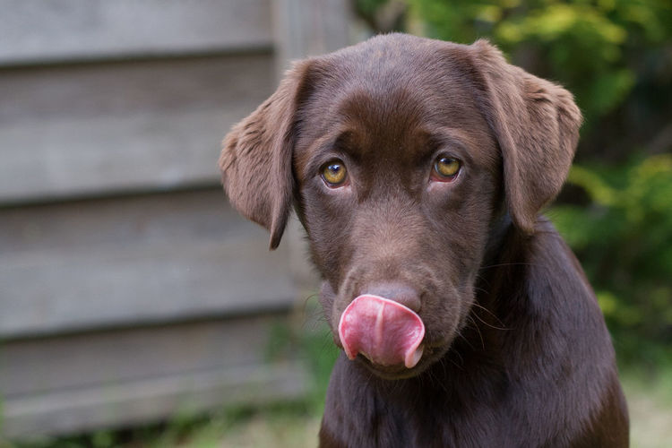 Portrait of chocolate labrador puppy licking nose