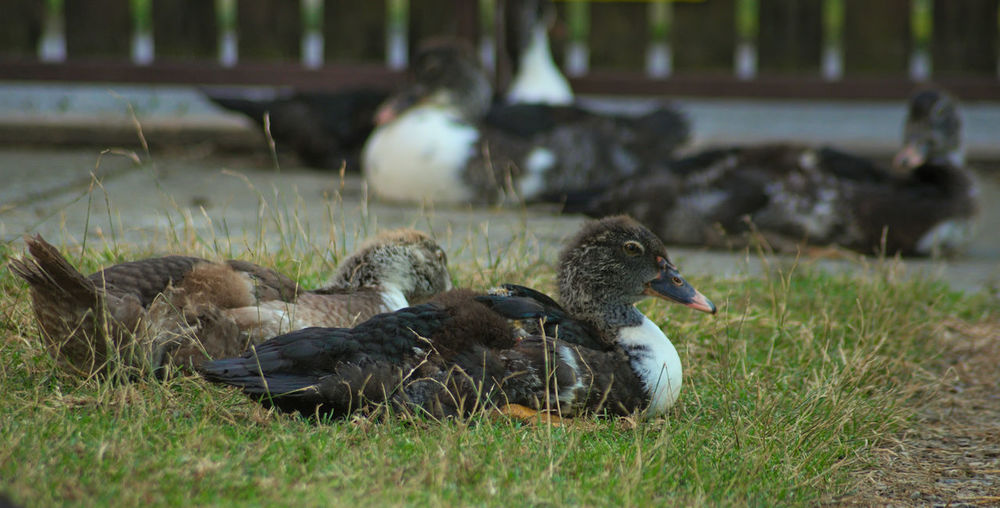 Duck in a field
