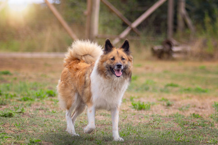 Elo dog runs in the sunlight across a meadow.