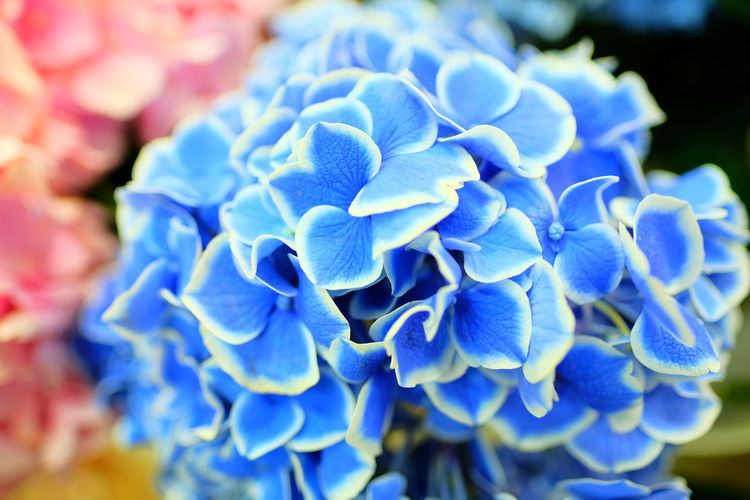 Close-up of blue hydrangea