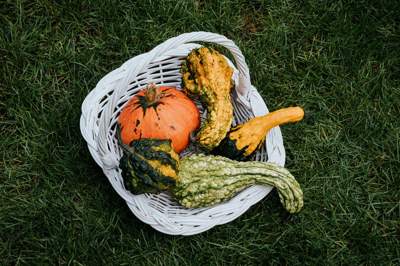 High angle view of pumpkin in basket on field