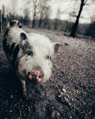 Close-up portrait of pig on field
