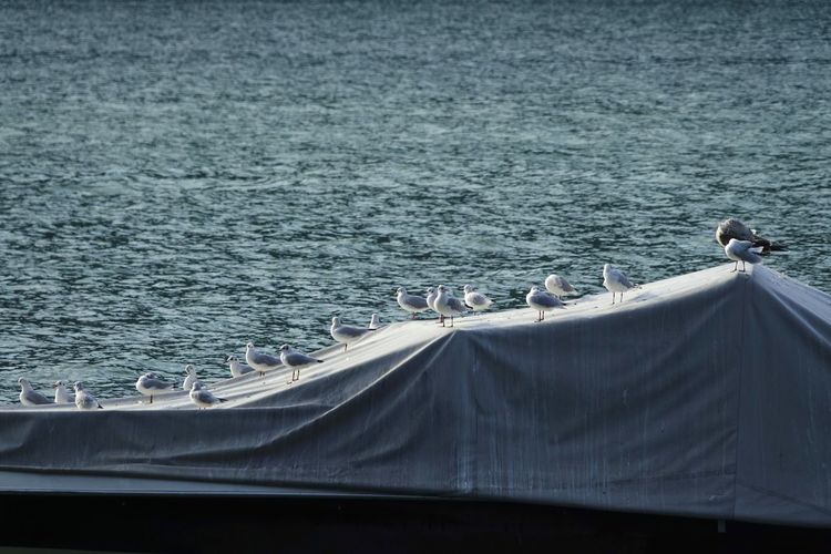 A group of seagulls perching on a boat cover sunbathing