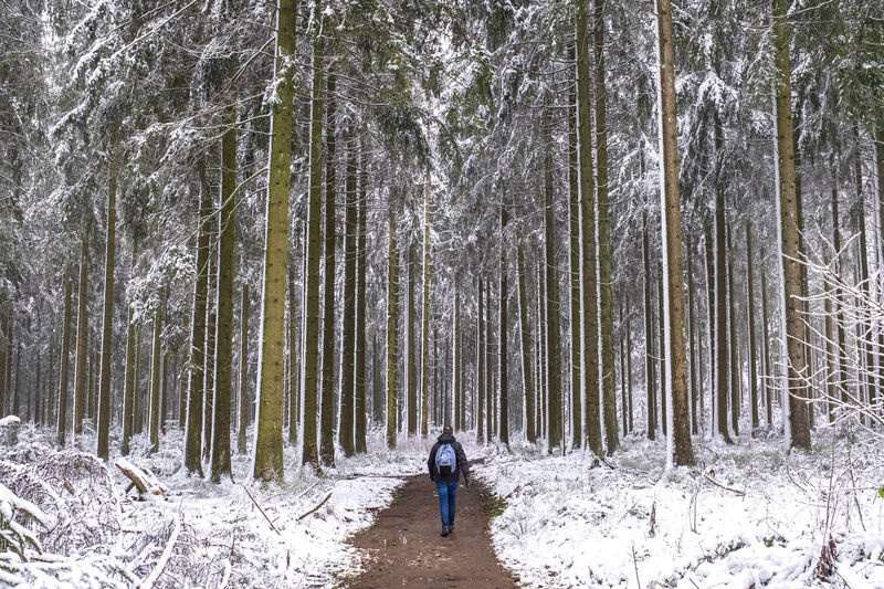 Man walks in to the winter forest with high trees