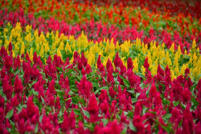 Close-up of red flowers on field