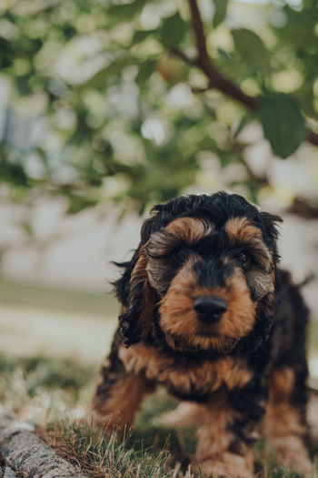 Cheeky two months old cockapoo puppy charging towards the camera and inviting to play in the garden.