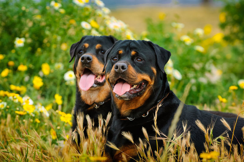 Close-up portrait of rottweilers