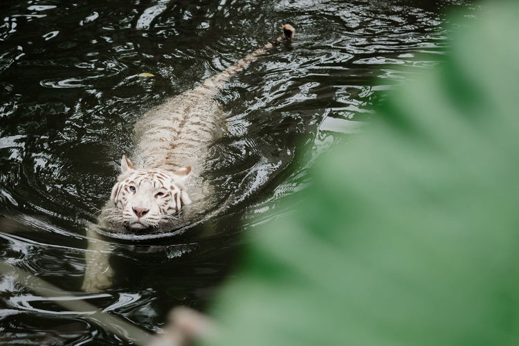 White tiger swimming in lake at forest