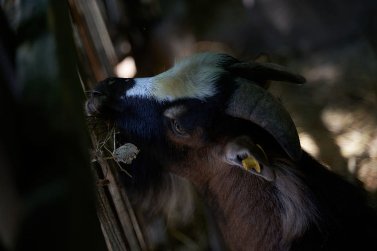 Close-up of a bird