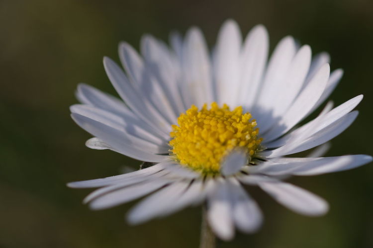Close-up of white daisy