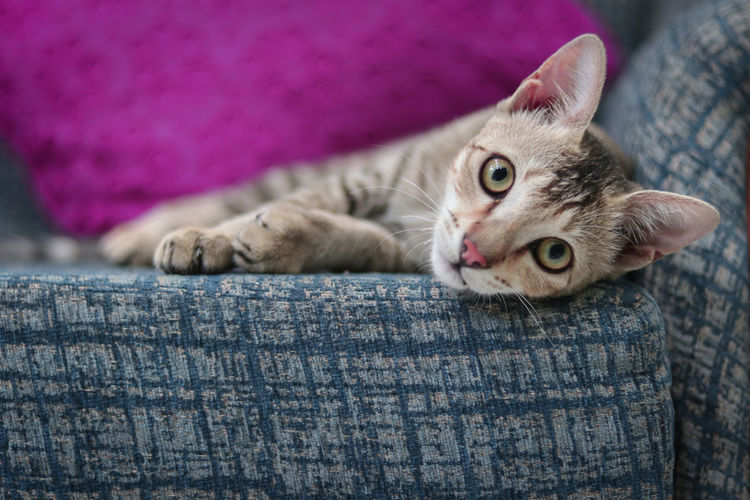 Close-up of cat resting on carpet