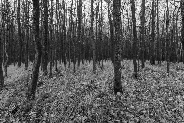 Trees in forest