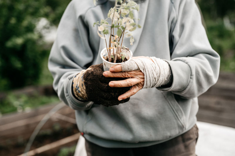Female bandaged elderly hands of senior woman holding a recycled plastic cup with seedlings