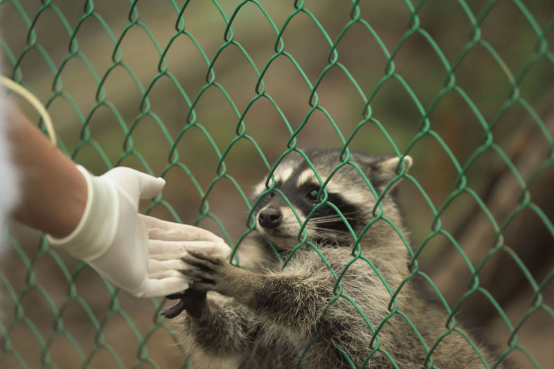 Cropped image of hand holding chainlink fence at zoo