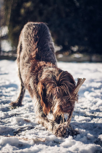Wire-haired pointing griffon enthusiastically plays with his toy. a hunting dog bites a small log 