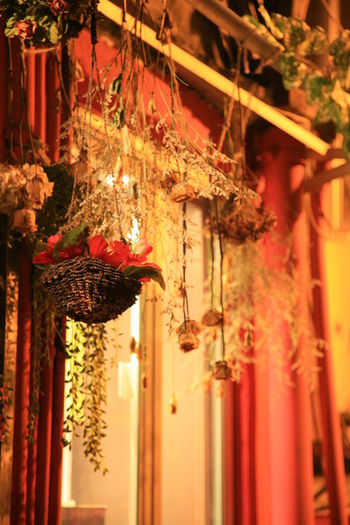 Close-up of illuminated lanterns hanging in temple