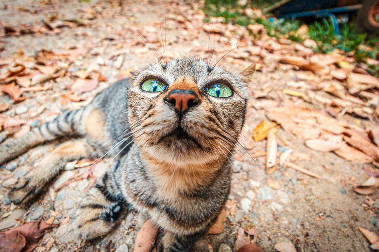 Portrait of a cat looking up. wide angle lens effect.