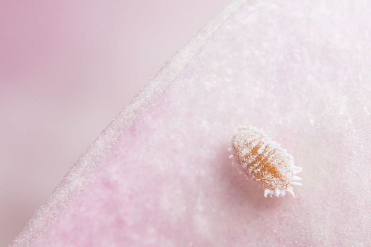 Close-up of frozen insect on petal